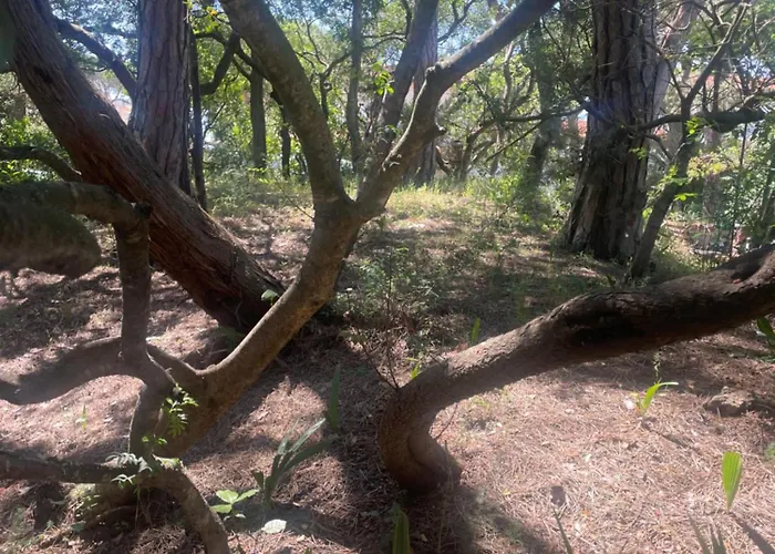 Il Boschetto Apartment